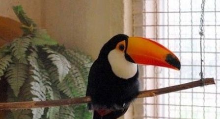 باغ پرندگان کیش باغ پرندگان کیش